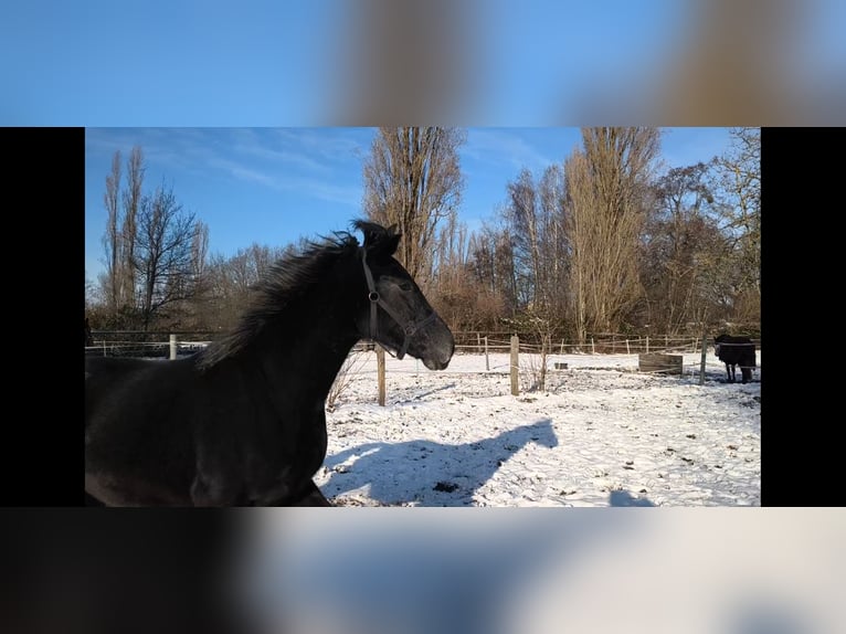 Schweres Warmblut Wallach 4 Jahre 168 cm Rappschimmel in Hannover
