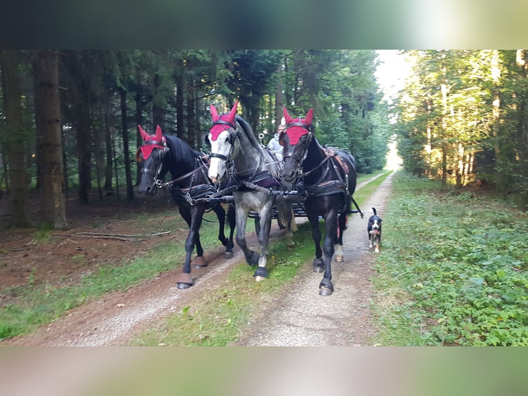 Schweres Warmblut Wallach 4 Jahre 169 cm Rappe in Dischingen-Hofen