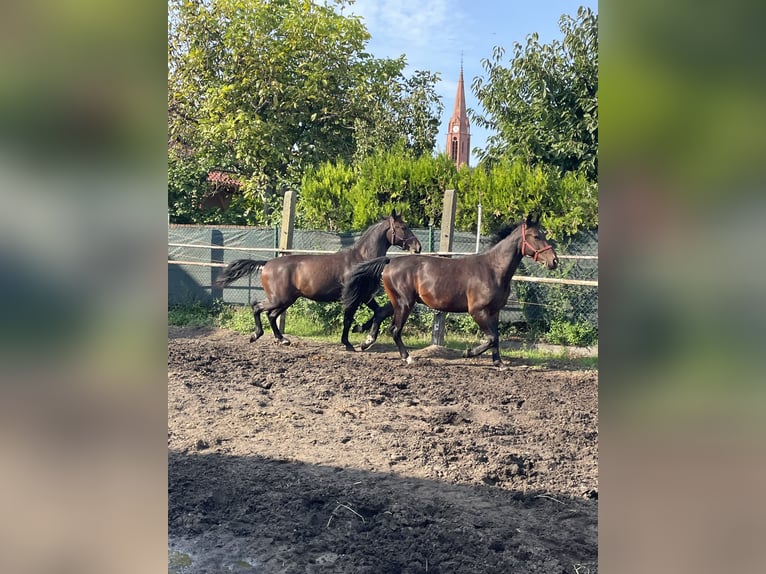 Schweres Warmblut Wallach 4 Jahre 170 cm Brauner in Thießen
