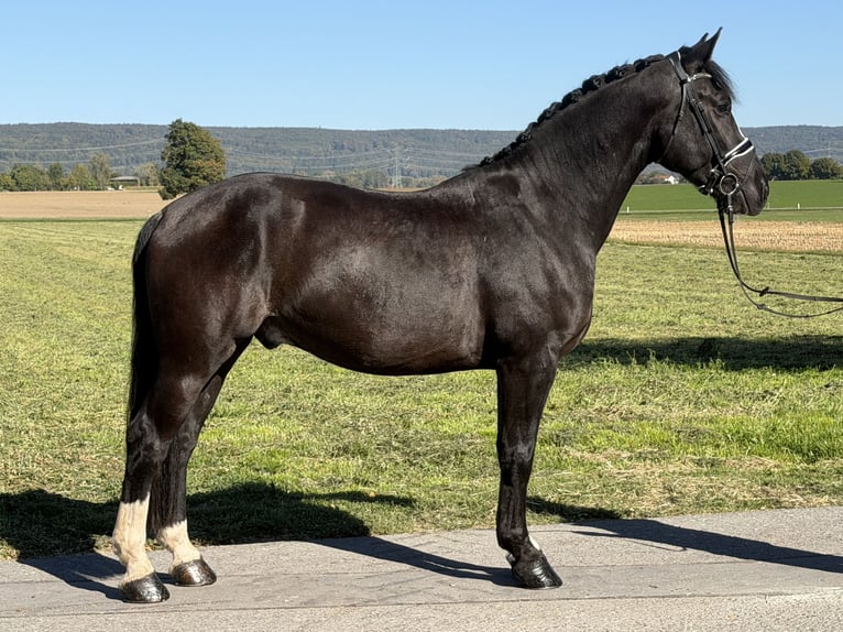 Schweres Warmblut Wallach 4 Jahre Rappe in Riedlingen