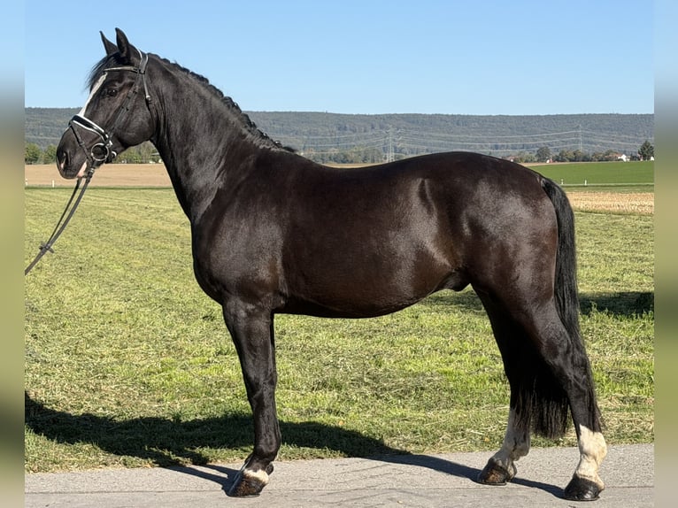 Schweres Warmblut Wallach 4 Jahre Rappe in Riedlingen