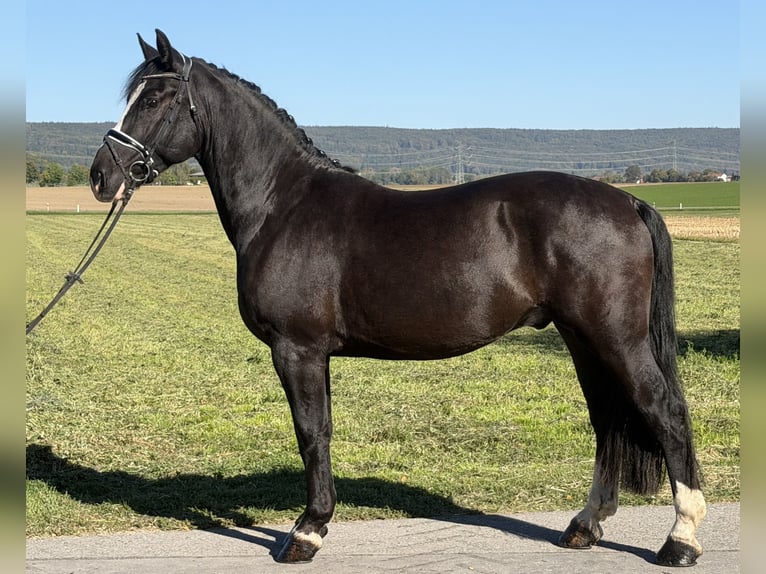 Schweres Warmblut Wallach 4 Jahre Rappe in Riedlingen