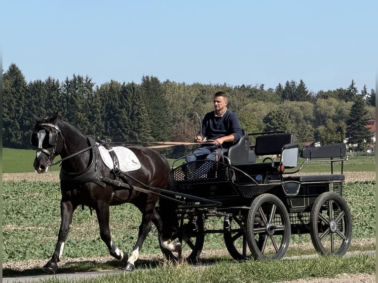 Schweres Warmblut Wallach 4 Jahre Rappe in Riedlingen