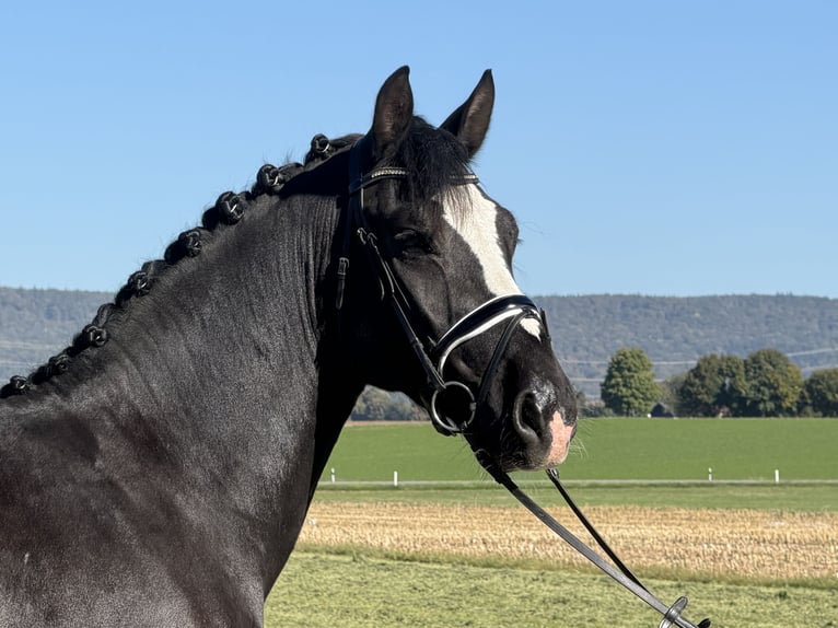 Schweres Warmblut Wallach 4 Jahre Rappe in Riedlingen