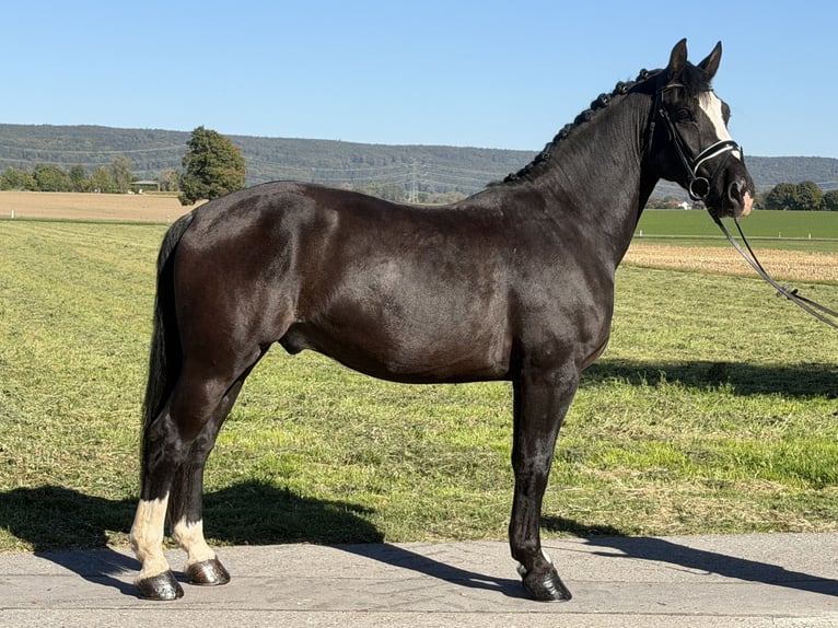 Schweres Warmblut Wallach 4 Jahre Rappe in Riedlingen