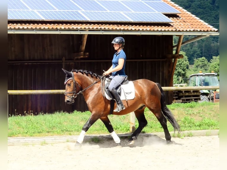Schweres Warmblut Wallach 5 Jahre 155 cm Brauner in Wellheim