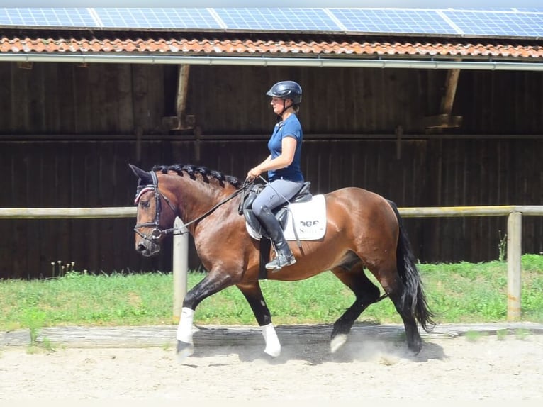 Schweres Warmblut Wallach 5 Jahre 155 cm Brauner in Wellheim
