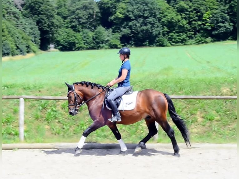 Schweres Warmblut Wallach 5 Jahre 155 cm Brauner in Wellheim