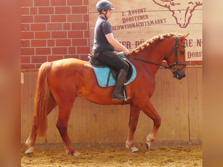 Schweres Warmblut Mix Wallach 5 Jahre 155 cm in Dorsten