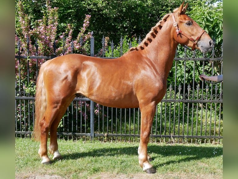 Schweres Warmblut Mix Wallach 5 Jahre 155 cm in Dorsten