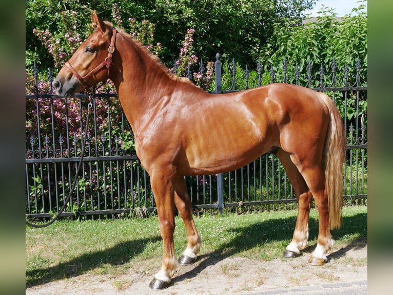 Schweres Warmblut Mix Wallach 5 Jahre 155 cm in Dorsten