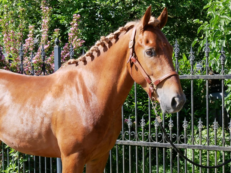 Schweres Warmblut Mix Wallach 5 Jahre 155 cm in Dorsten