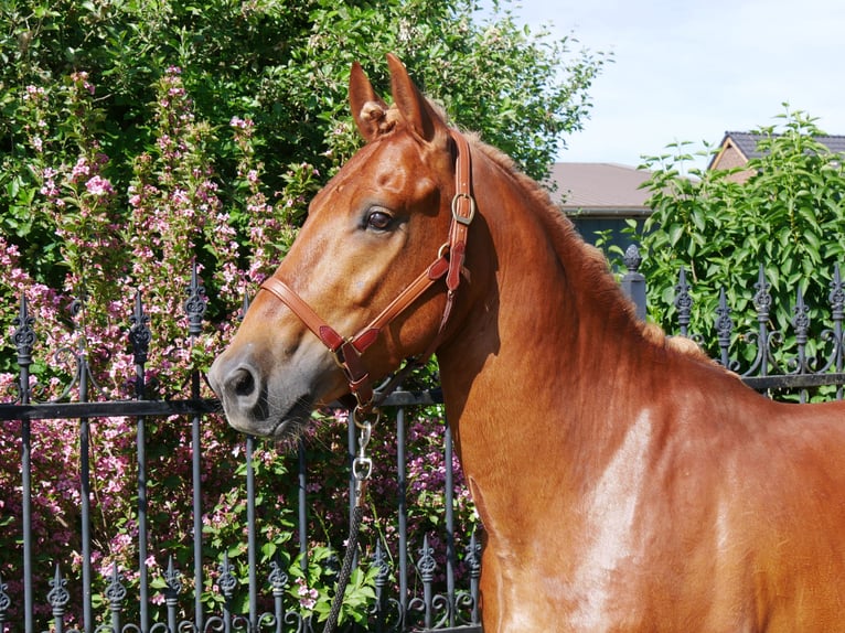 Schweres Warmblut Mix Wallach 5 Jahre 155 cm in Dorsten