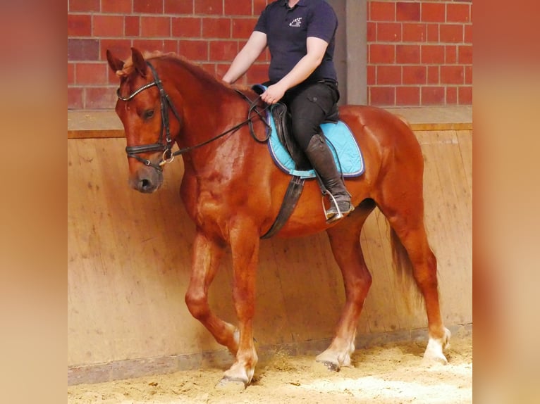 Schweres Warmblut Mix Wallach 5 Jahre 155 cm in Dorsten