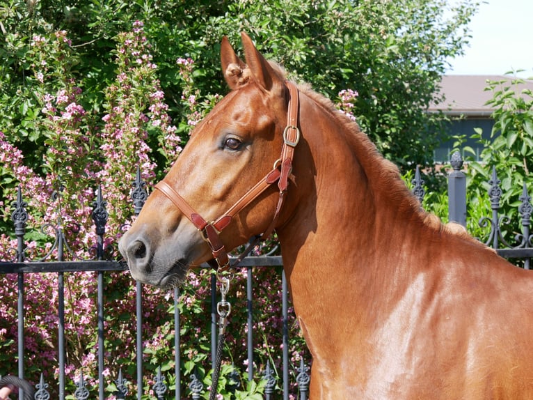 Schweres Warmblut Mix Wallach 5 Jahre 155 cm in Dorsten