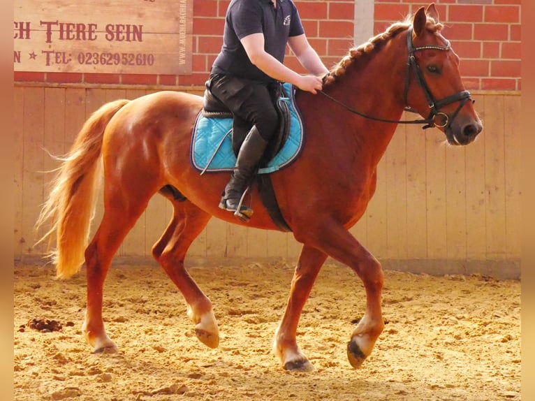 Schweres Warmblut Mix Wallach 5 Jahre 155 cm in Dorsten