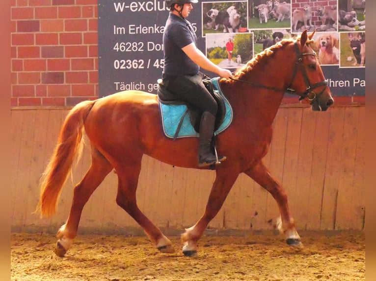 Schweres Warmblut Mix Wallach 5 Jahre 155 cm in Dorsten