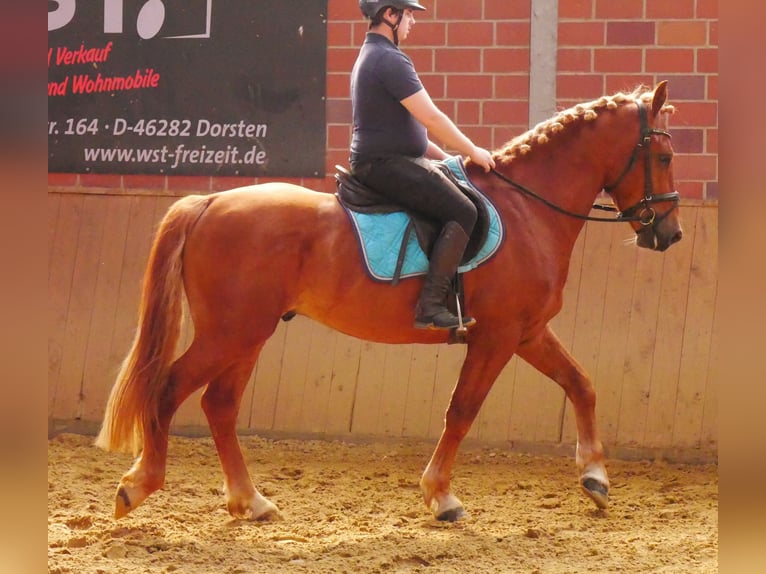 Schweres Warmblut Mix Wallach 5 Jahre 155 cm in Dorsten