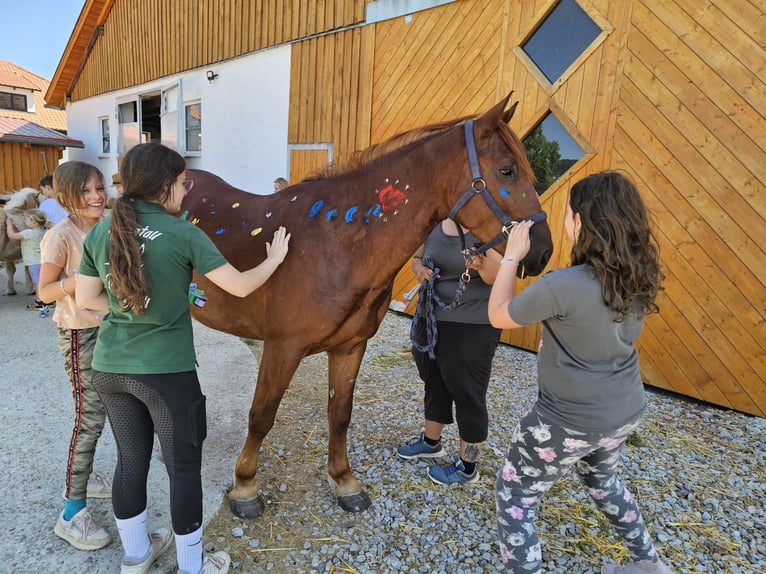 Schweres Warmblut Mix Wallach 5 Jahre 155 cm Fuchs in Cham