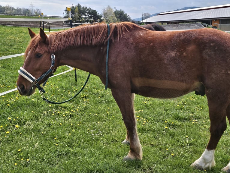 Schweres Warmblut Mix Wallach 5 Jahre 155 cm Fuchs in Cham