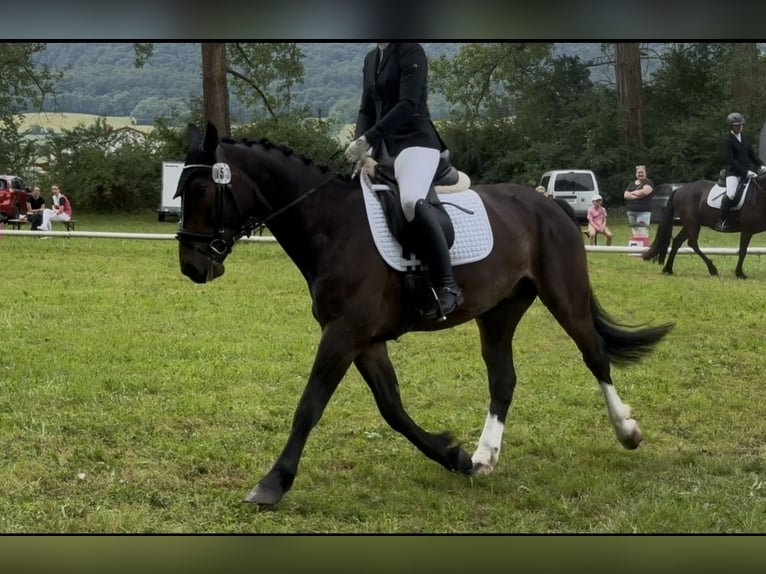 Schweres Warmblut Wallach 5 Jahre 157 cm Dunkelbrauner in Tottleben