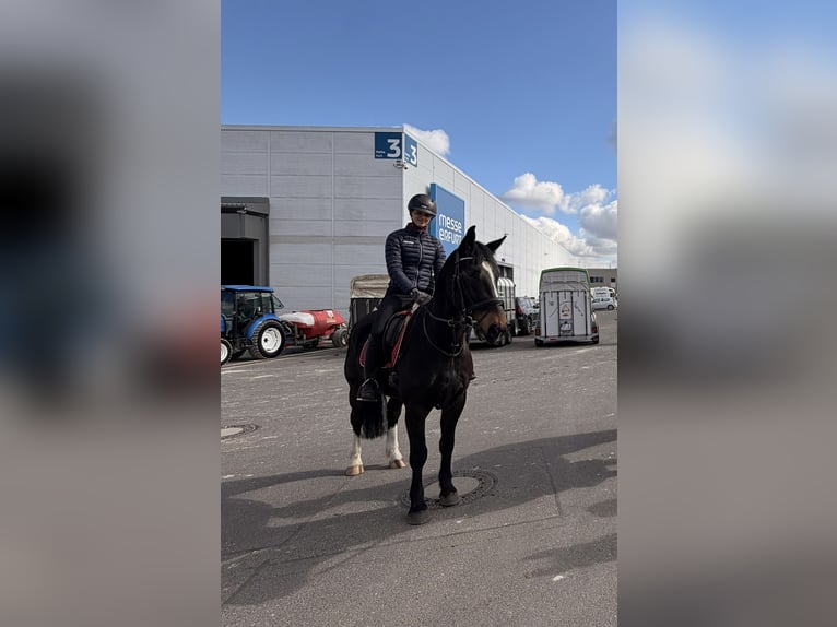 Schweres Warmblut Wallach 5 Jahre 157 cm Dunkelbrauner in Tottleben