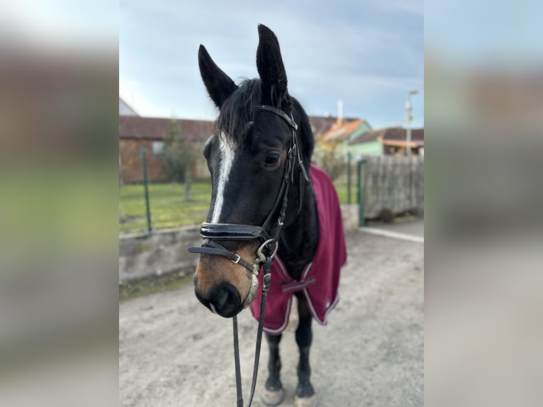 Schweres Warmblut Wallach 5 Jahre 157 cm Dunkelbrauner in Tottleben