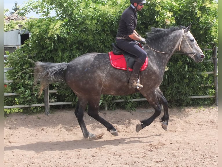 Schweres Warmblut Wallach 5 Jahre 160 cm Apfelschimmel in Buttst&#xE4;dt