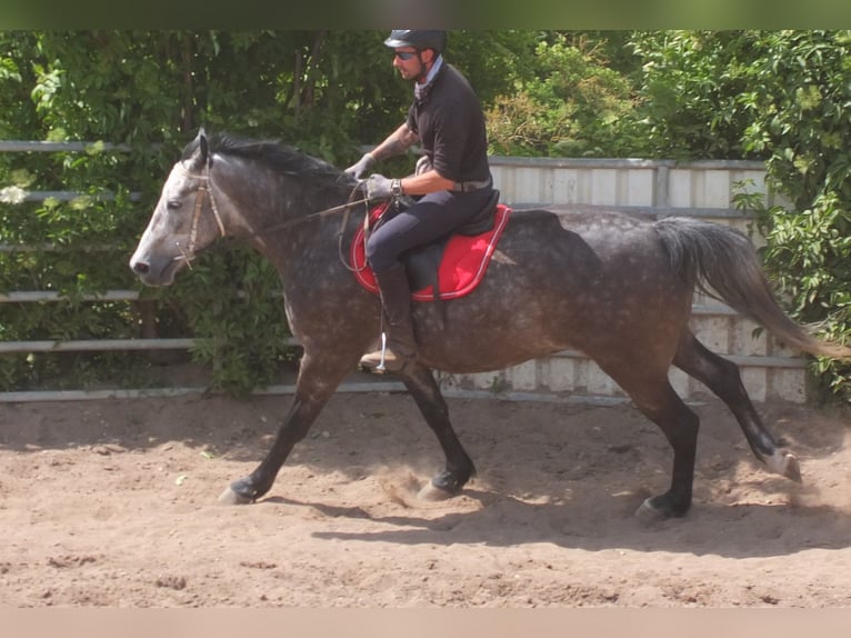 Schweres Warmblut Wallach 5 Jahre 160 cm Apfelschimmel in Buttst&#xE4;dt