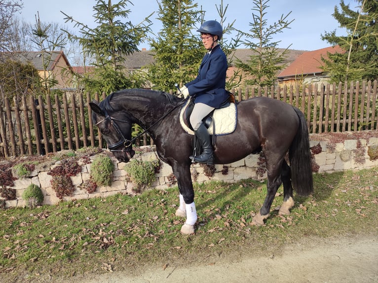 Schweres Warmblut Wallach 5 Jahre 160 cm Rappe in Laucha