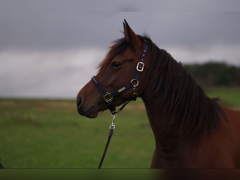 Schweres Warmblut Mix Wallach 5 Jahre 160 cm Rotbrauner in Eppendorf