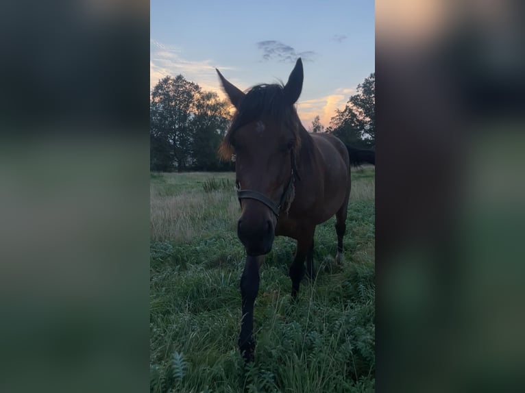 Schweres Warmblut Mix Wallach 5 Jahre 160 cm Rotbrauner in Eppendorf