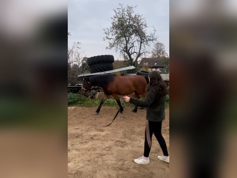 Schweres Warmblut Mix Wallach 5 Jahre 160 cm Rotbrauner in Eppendorf