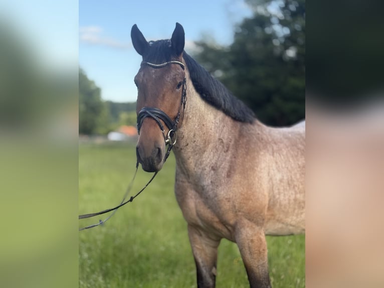 Schweres Warmblut Wallach 5 Jahre 160 cm Rotschimmel in Neustadt (Hessen)