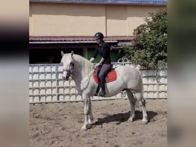 Schweres Warmblut Wallach 5 Jahre 160 cm Schimmel in Nebra