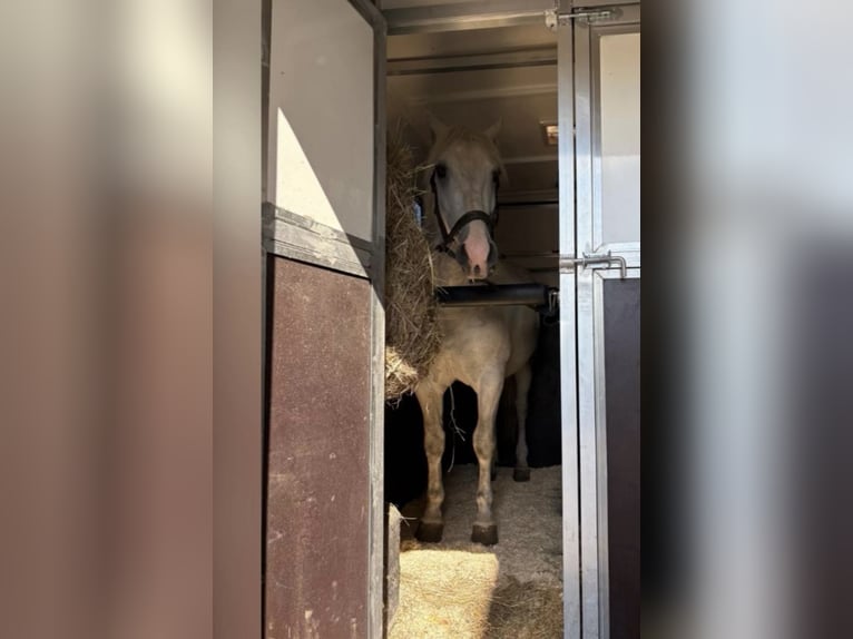Schweres Warmblut Wallach 5 Jahre 160 cm Schimmel in Nebra