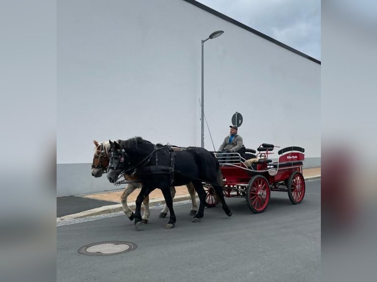 Schweres Warmblut Wallach 5 Jahre 162 cm Blauschimmel in Gutenzell-H&#xFC;rbel