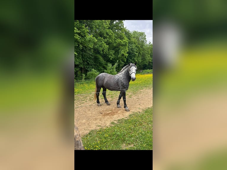 Schweres Warmblut Wallach 5 Jahre 162 cm Blauschimmel in Gutenzell-H&#xFC;rbel
