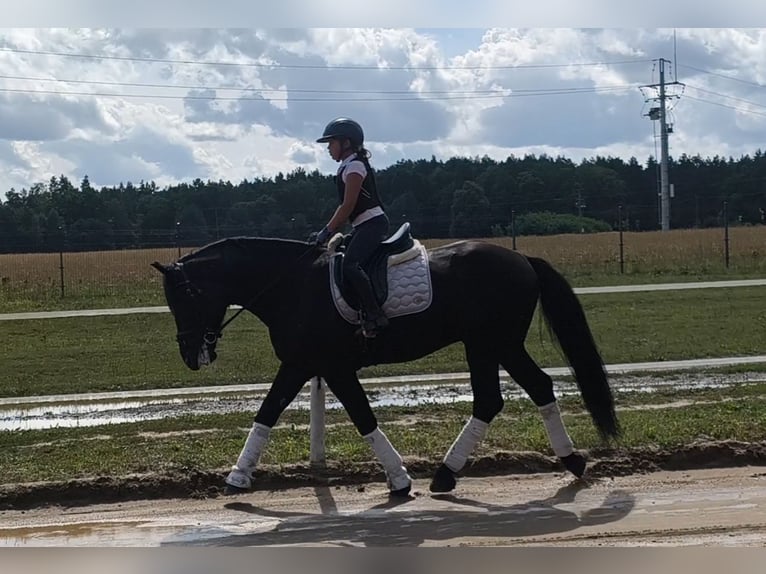 Schweres Warmblut Mix Wallach 5 Jahre 164 cm Rappe in Forst