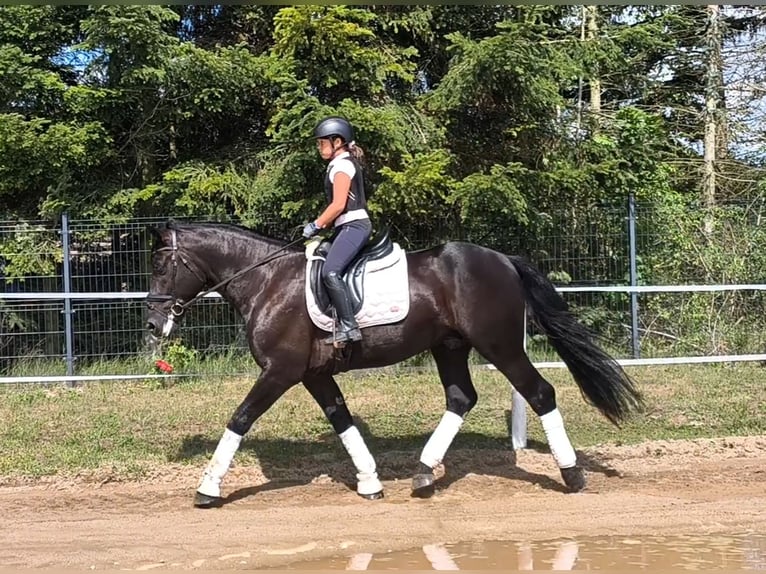 Schweres Warmblut Mix Wallach 5 Jahre 164 cm Rappe in Forst