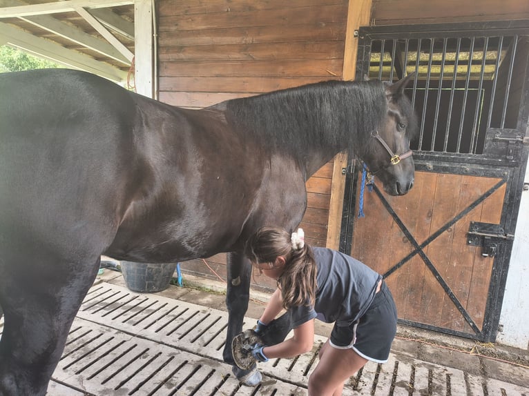 Schweres Warmblut Mix Wallach 5 Jahre 164 cm Rappe in Forst