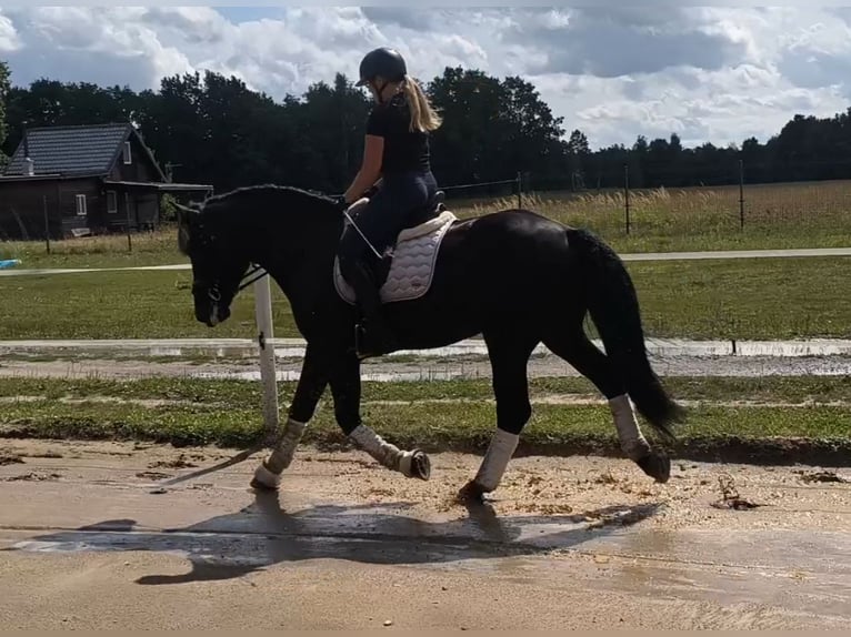 Schweres Warmblut Mix Wallach 5 Jahre 164 cm Rappe in Forst