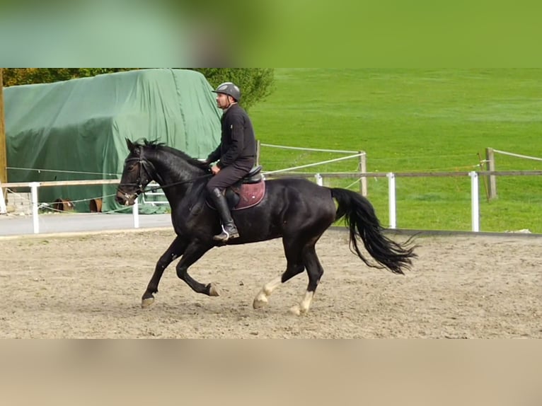 Schweres Warmblut Wallach 5 Jahre 164 cm Schwarzbrauner in Kamenz