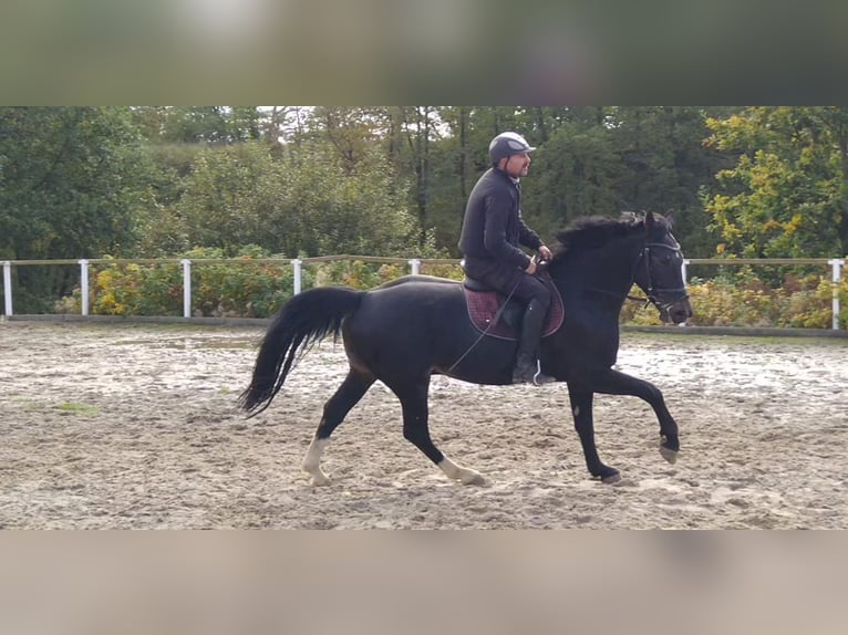 Schweres Warmblut Wallach 5 Jahre 164 cm Schwarzbrauner in Kamenz