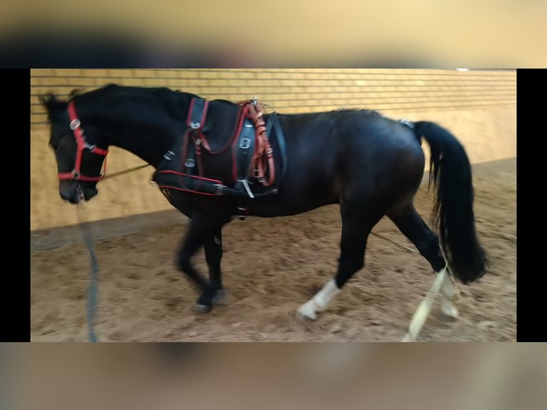 Schweres Warmblut Wallach 5 Jahre 164 cm Schwarzbrauner in Kamenz