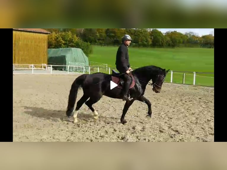 Schweres Warmblut Wallach 5 Jahre 164 cm Schwarzbrauner in Kamenz