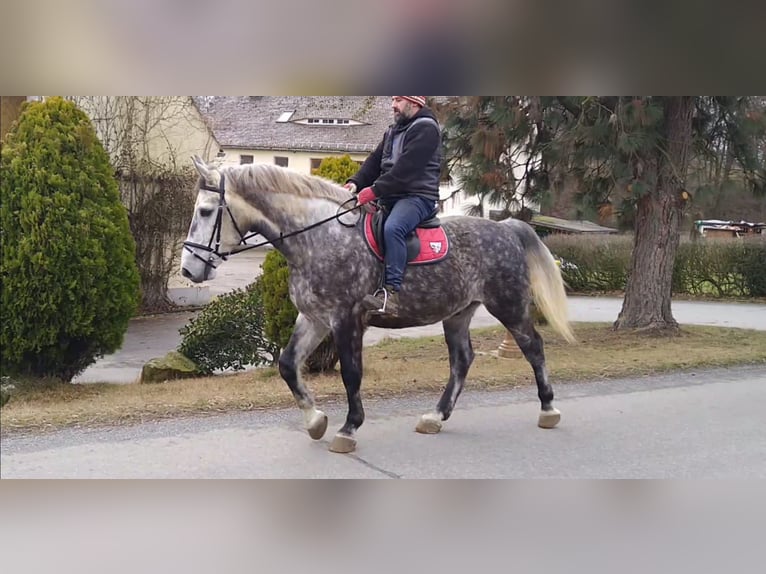 Schweres Warmblut Wallach 5 Jahre 165 cm Apfelschimmel in Kamenz