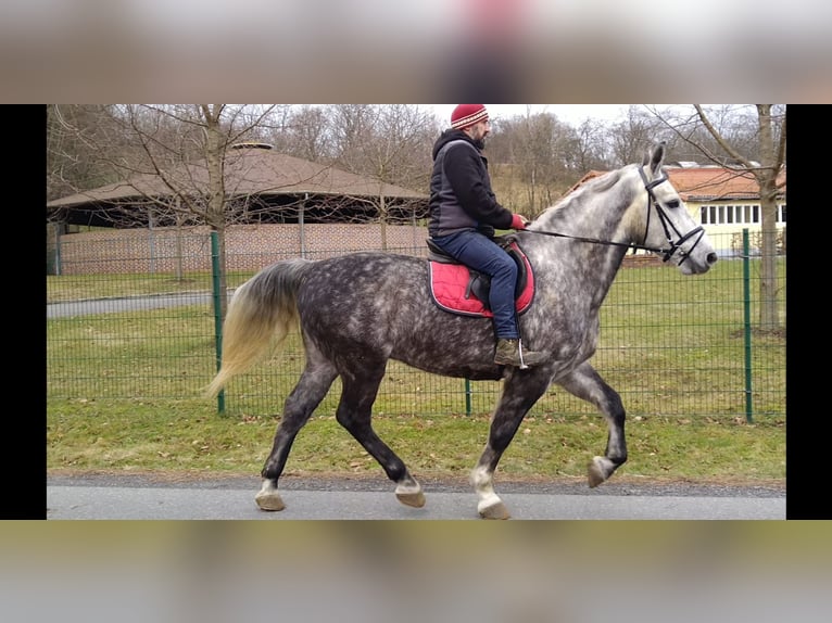 Schweres Warmblut Wallach 5 Jahre 165 cm Apfelschimmel in Kamenz