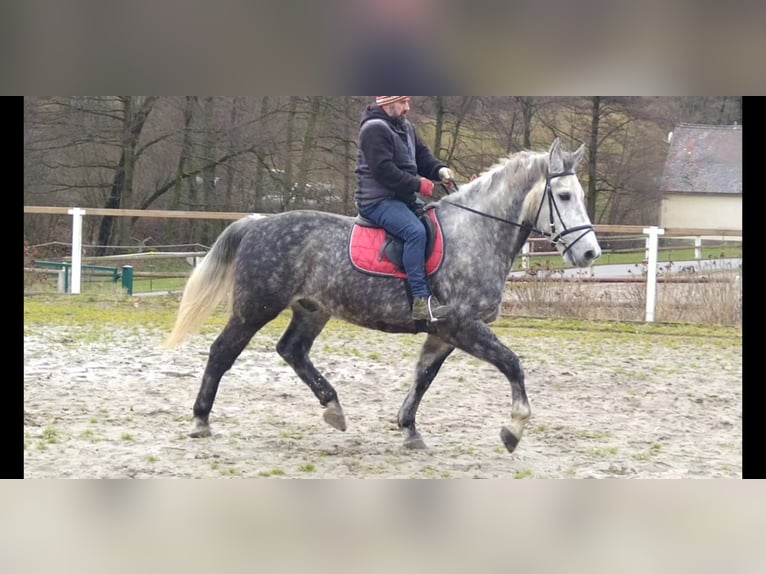 Schweres Warmblut Wallach 5 Jahre 165 cm Apfelschimmel in Kamenz