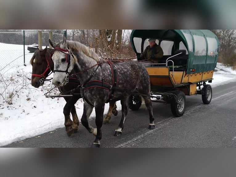 Schweres Warmblut Wallach 5 Jahre 165 cm Apfelschimmel in Kamenz
